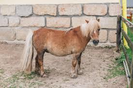 Malevil Minizoo Ranch